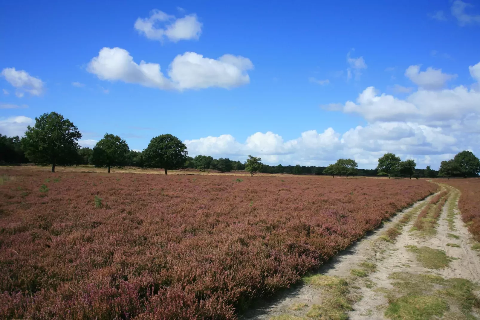 Landgoed Het Grote Zand 8-Gebieden zomer 1km