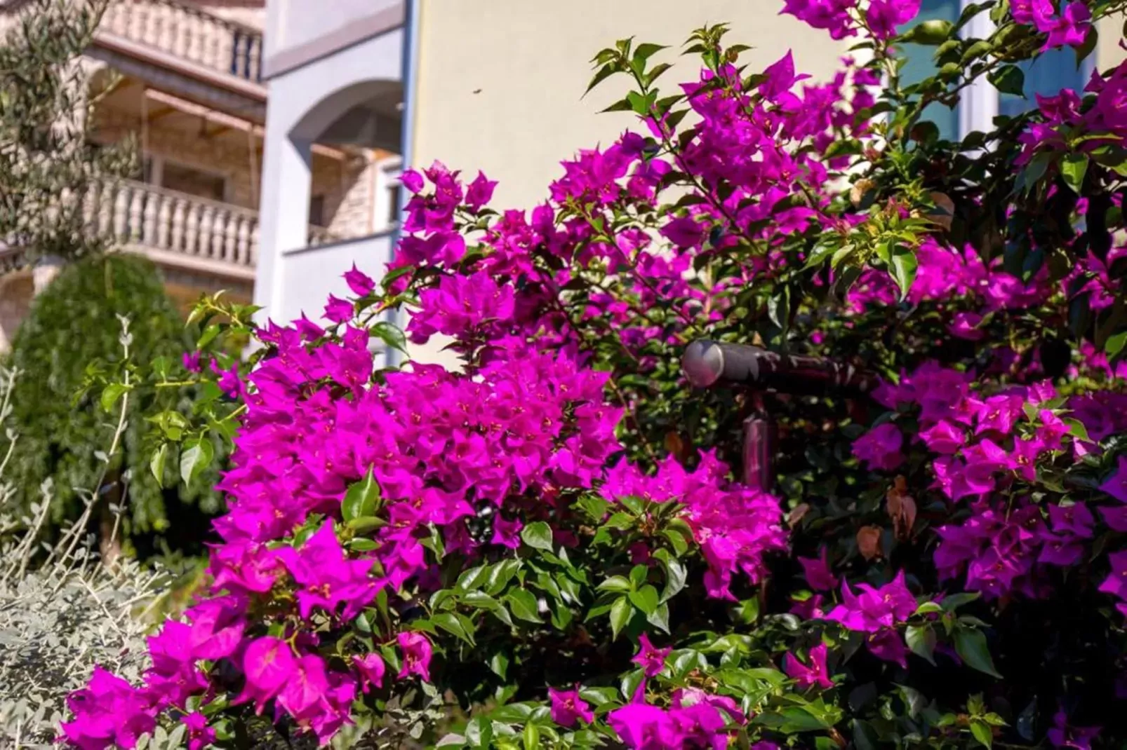 Apartment Slavica 1 - Red Paradise-Tuinen zomer