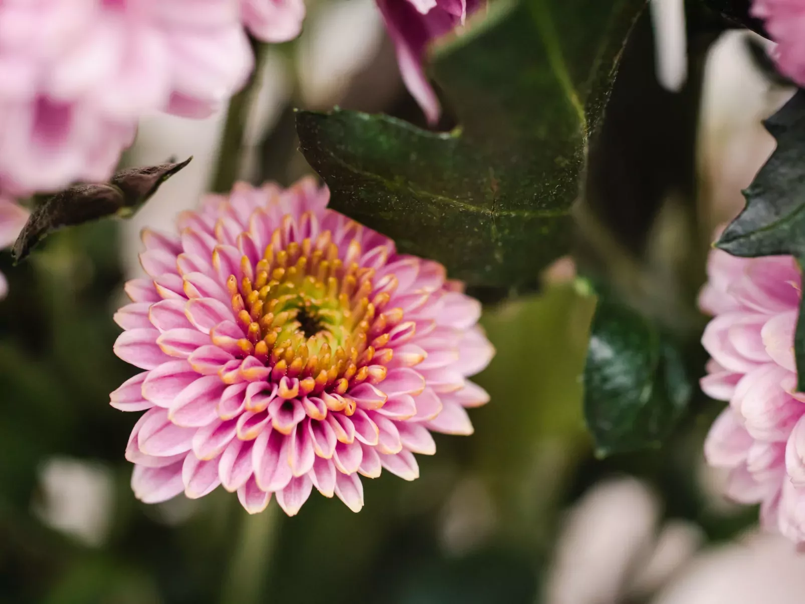 Harbour Nights Deluxe 7D-Binnen