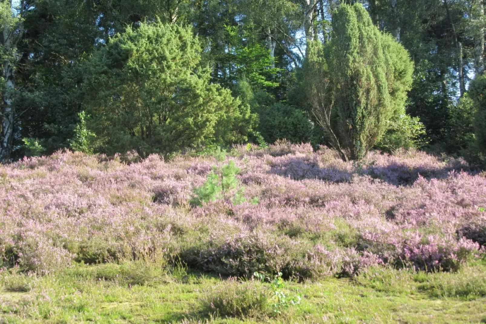 34932-Gebieden zomer 5km