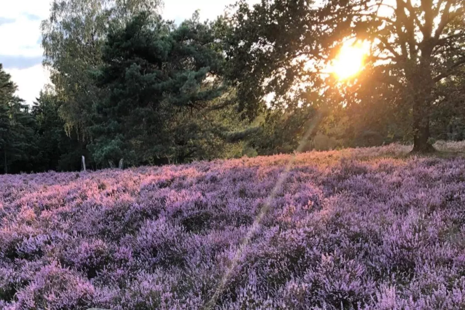 Waldsuite-Gebieden zomer 20km