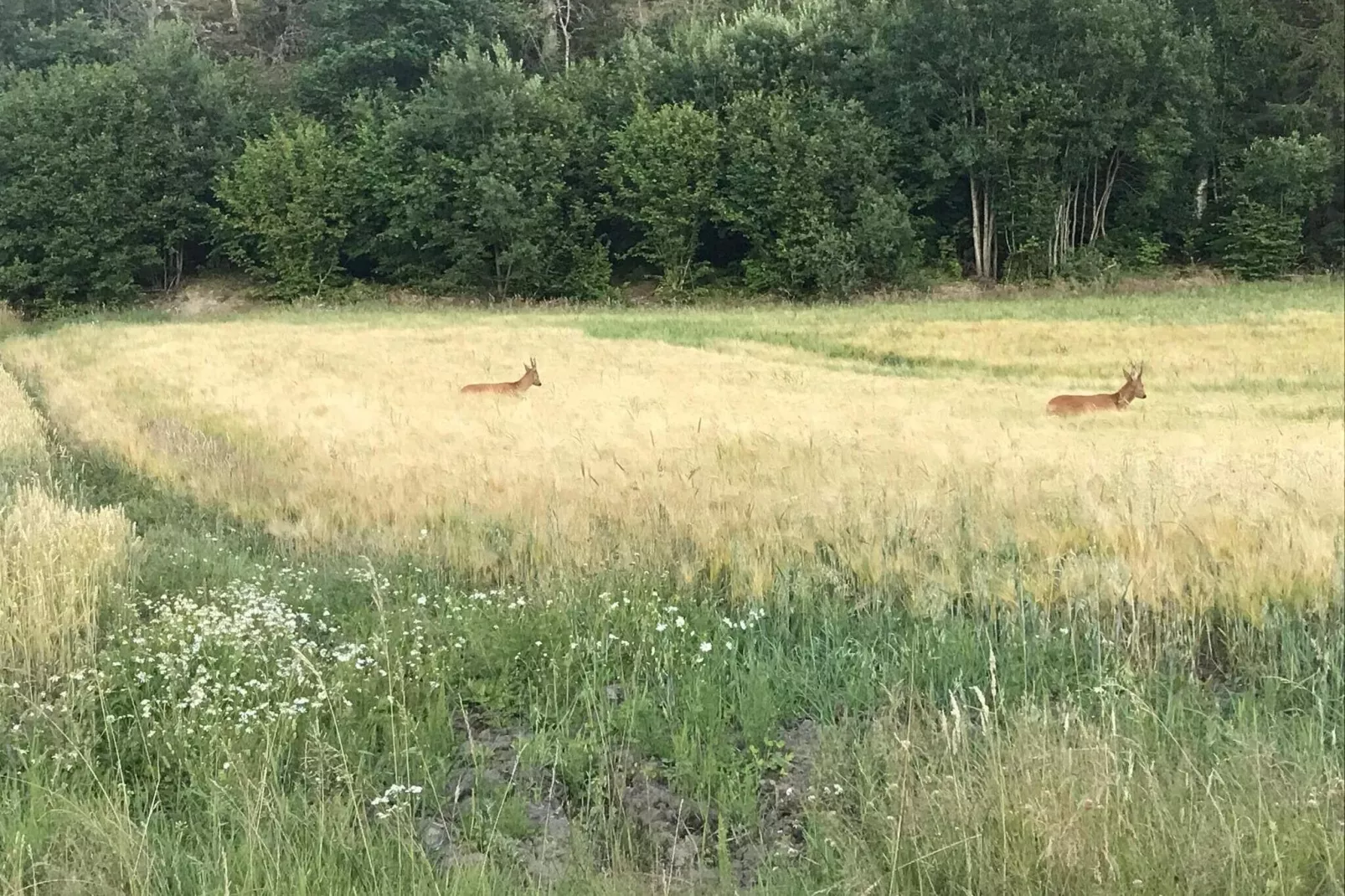 4 persoons vakantie huis in Hedekas-Binnen