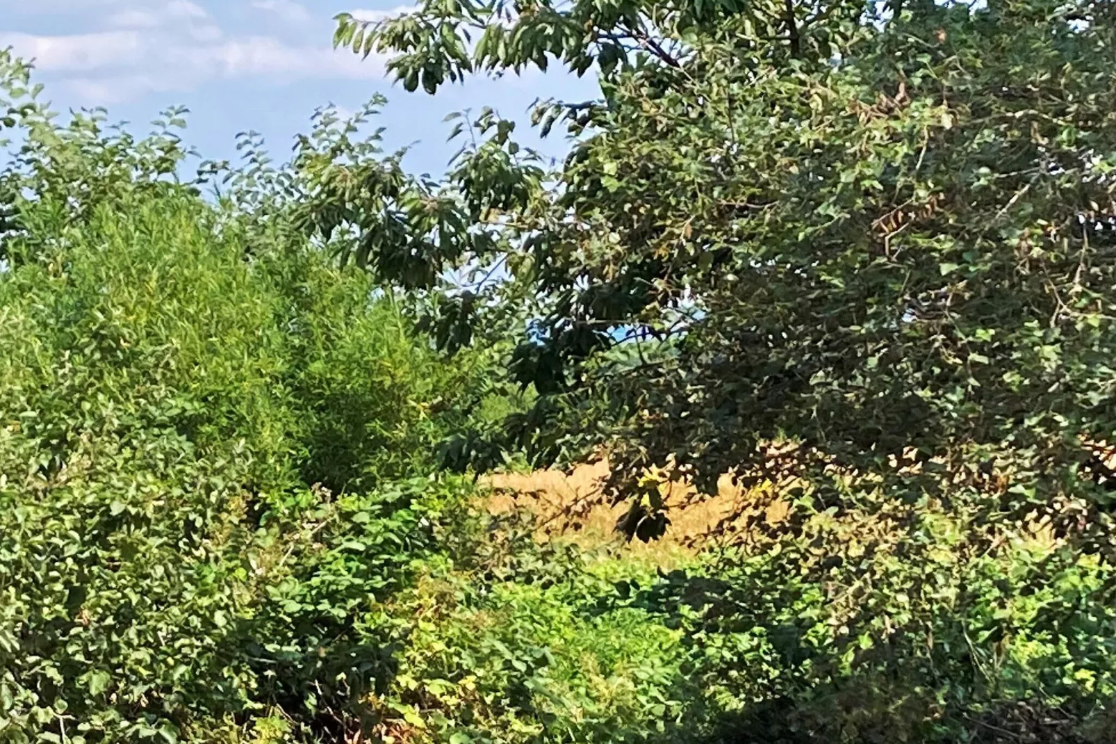 Gezellig vakantiehuis in Struer vlak bij het strand-Uitzicht