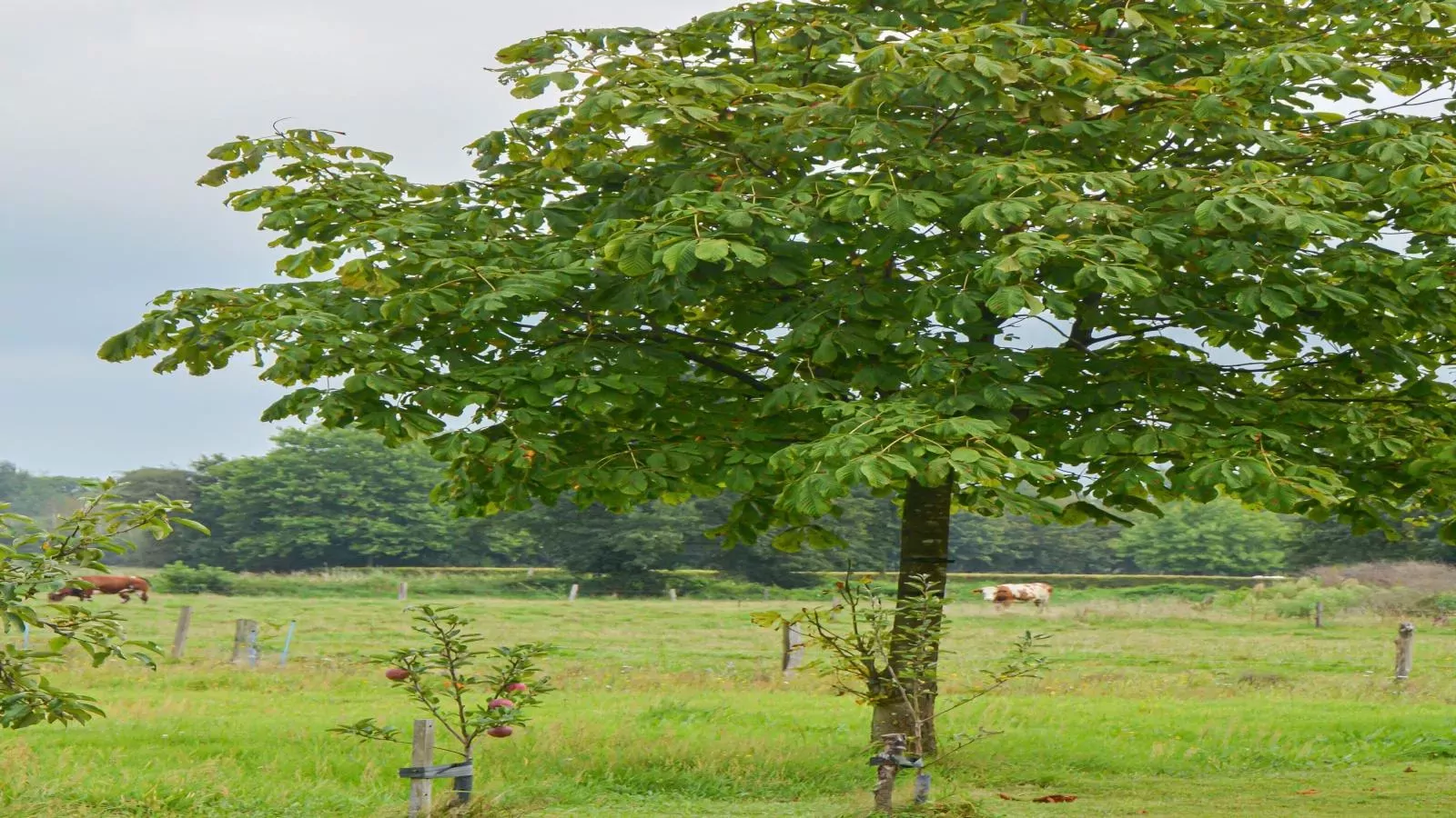 Uilenhof-Uitzicht zomer