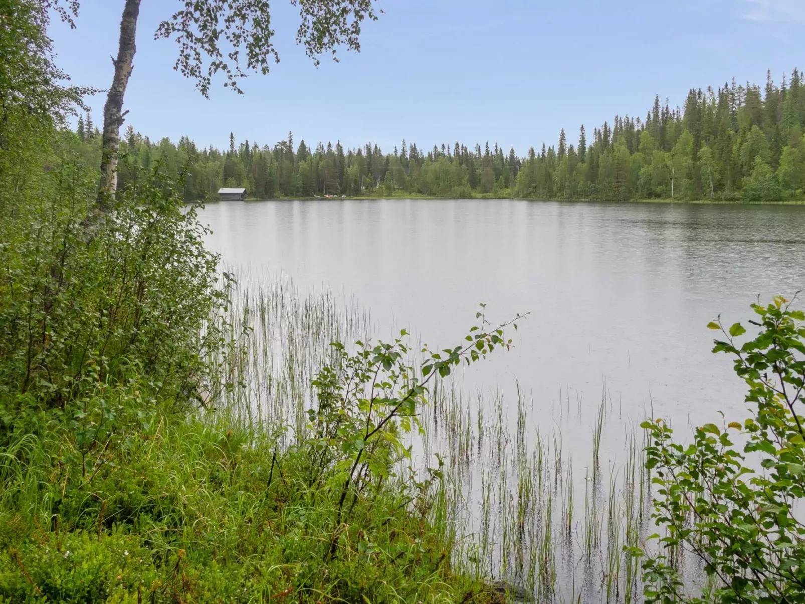 Muuttohaukka-Buiten