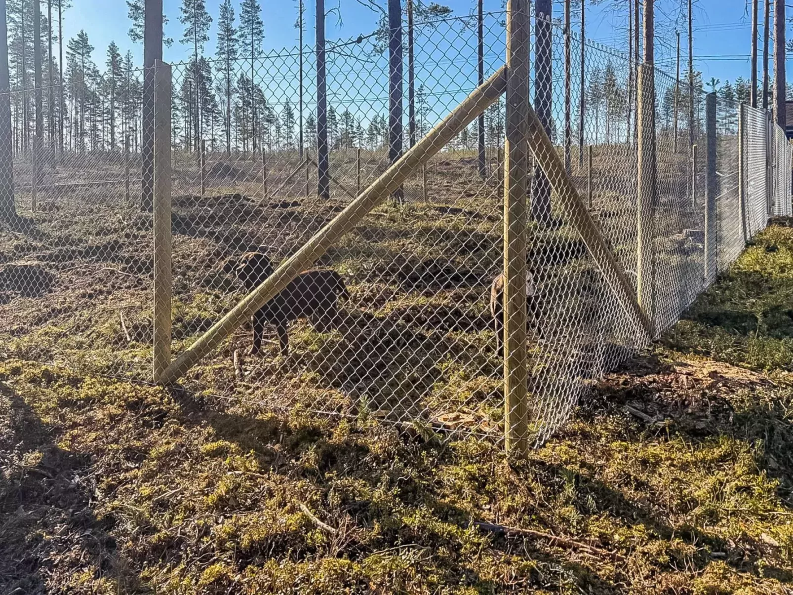 Mäntylahti-Binnen