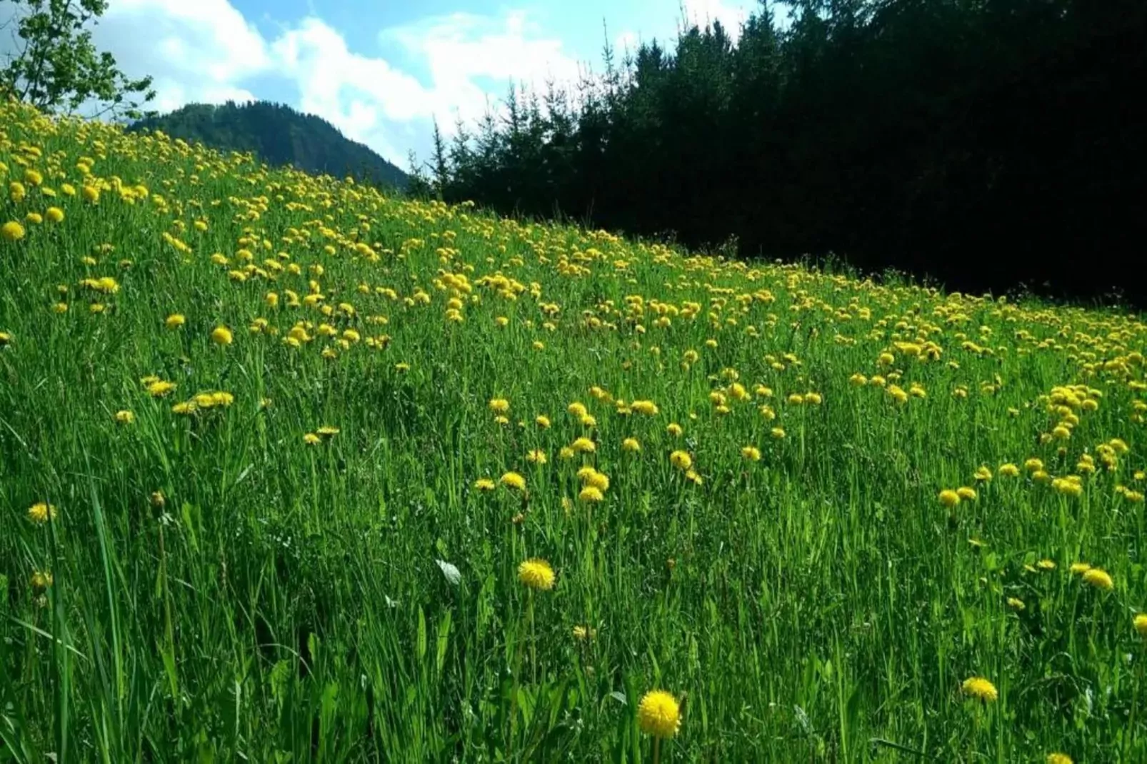 Alpenstyle Resort Fieberbrunn FB1P-Gebieden zomer 20km