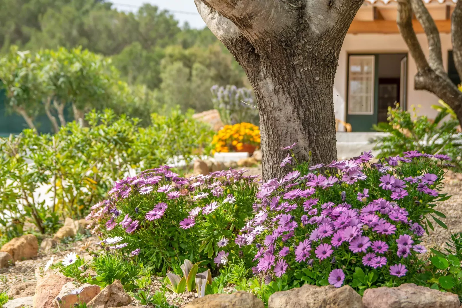 Casa Dina-Image-tags.