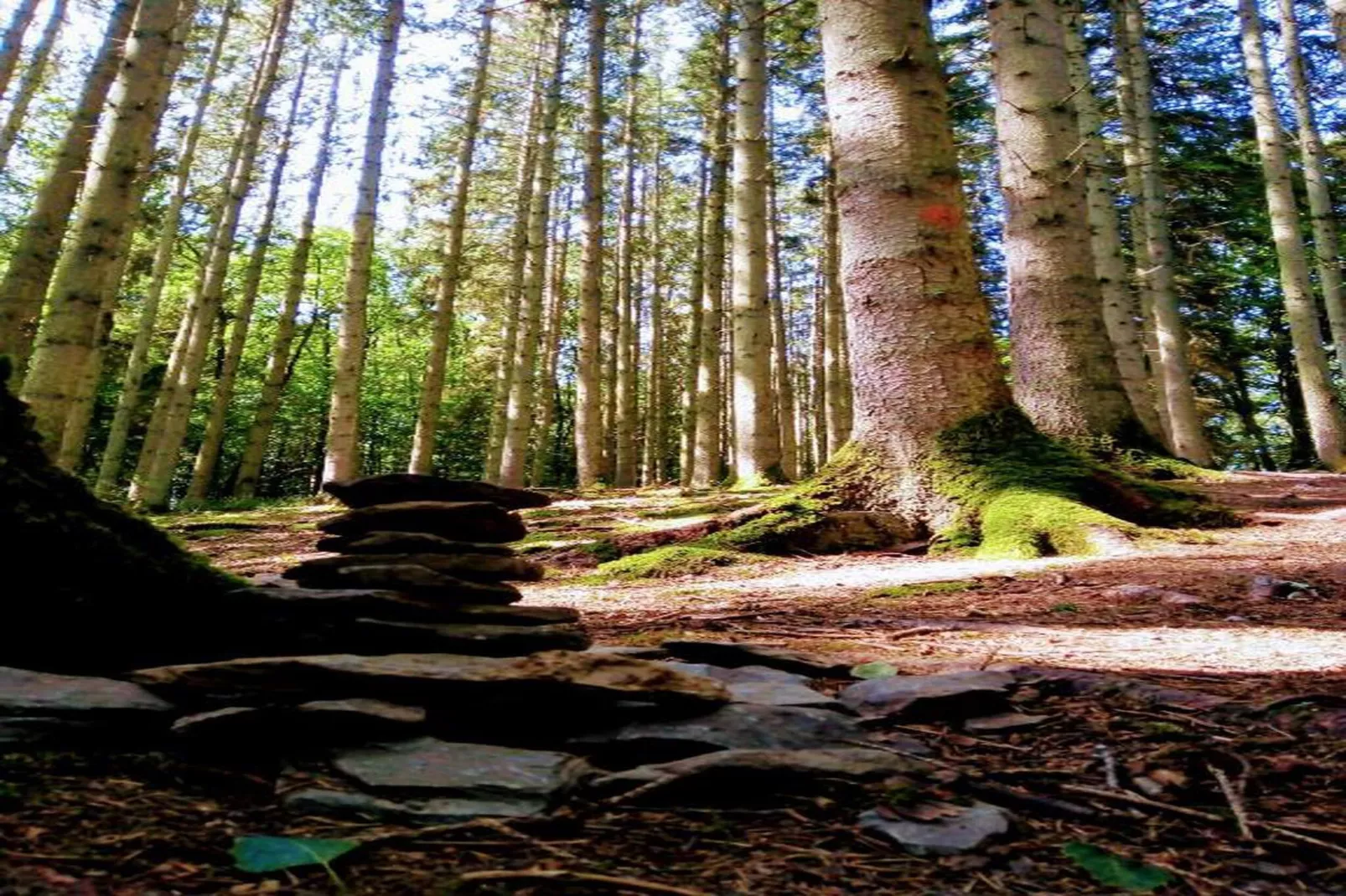 Venus 4-Gebieden zomer 20km