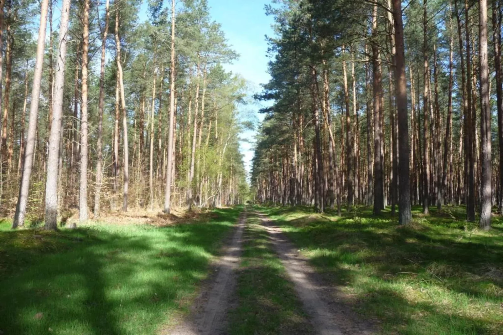 Kobaltblume-Gebieden zomer 20km