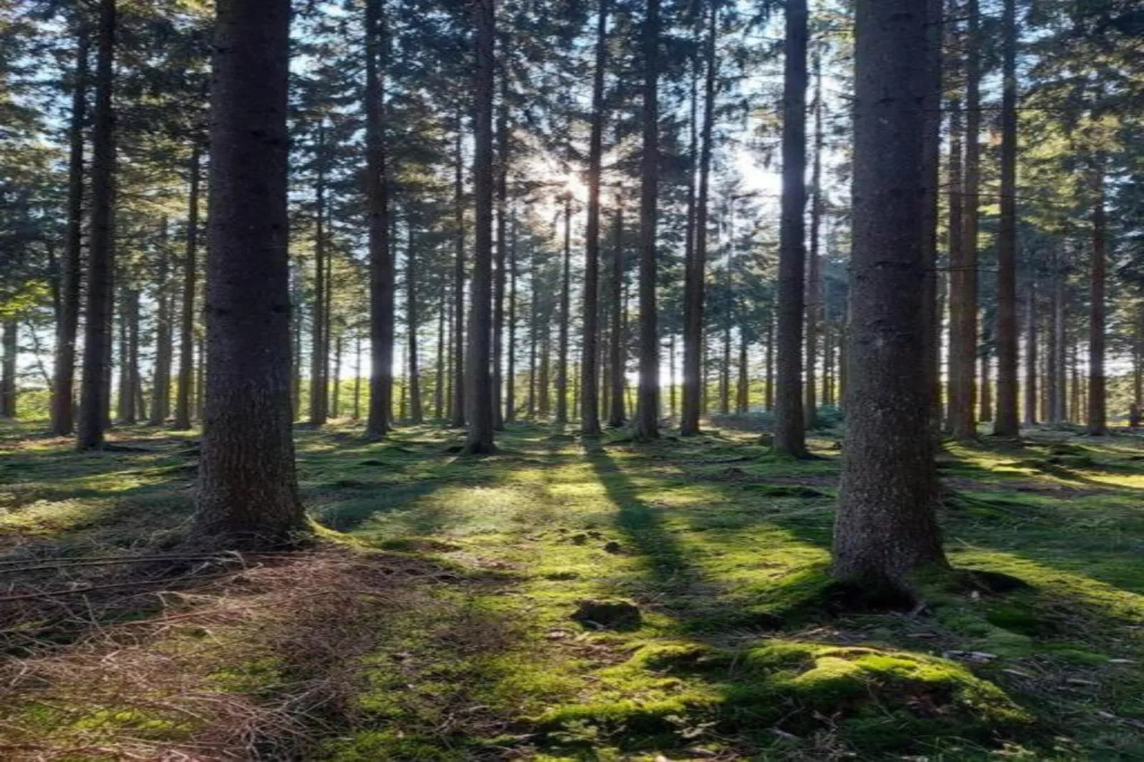 Ferienhaus Steinbach-Hallenberg-Gebieden zomer 20km