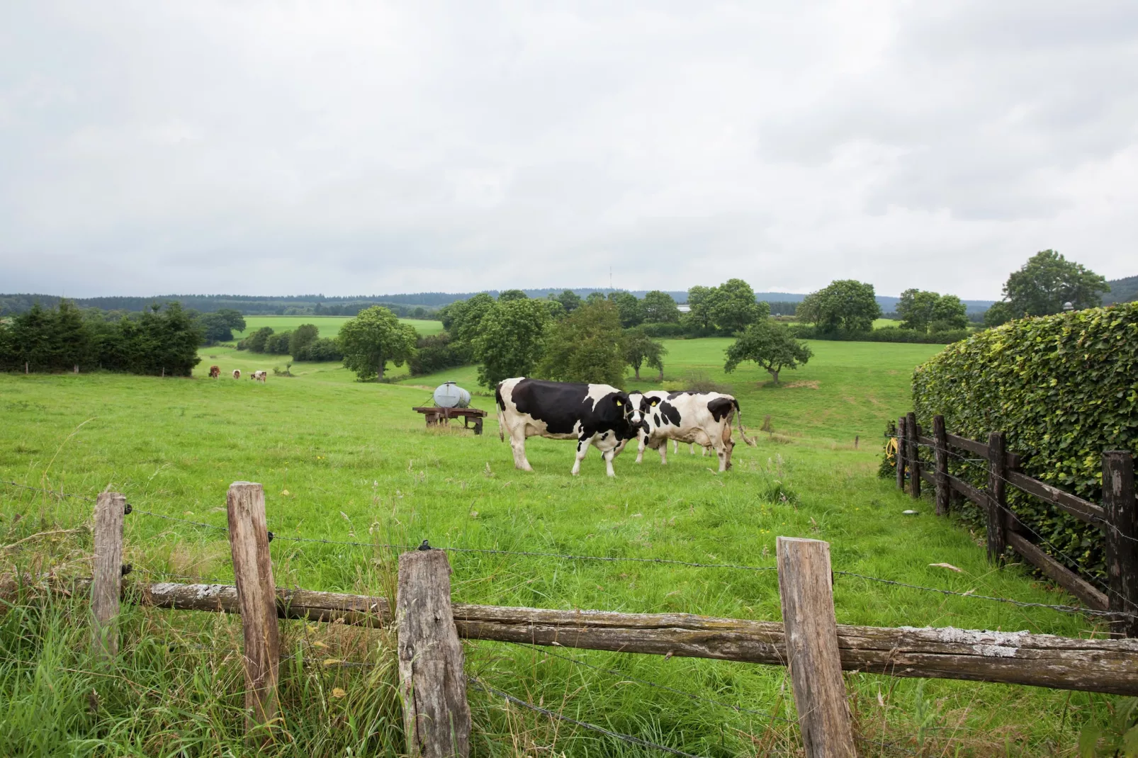 Feinen-Steils-Gebieden zomer 1km