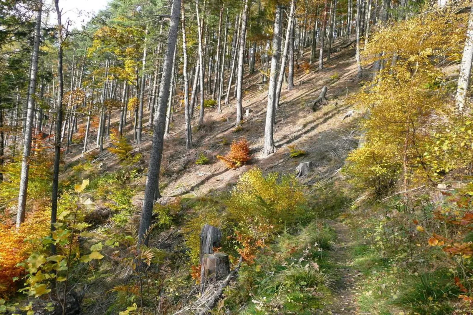 Thüringer Wald-Gebieden zomer 20km