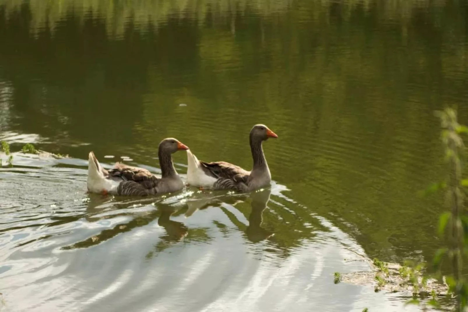 Circaud-Gebieden zomer 20km