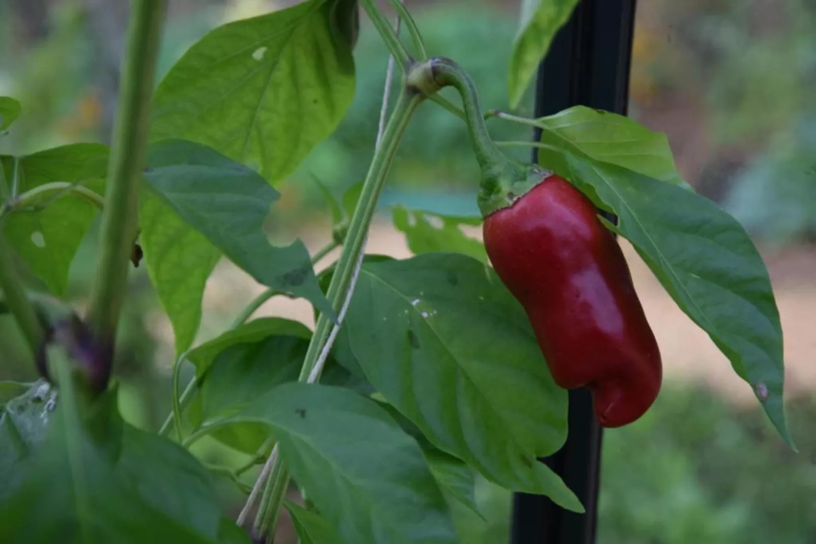 Maison de vacances Besse les Vitarelles 6 p-Gebieden zomer 20km