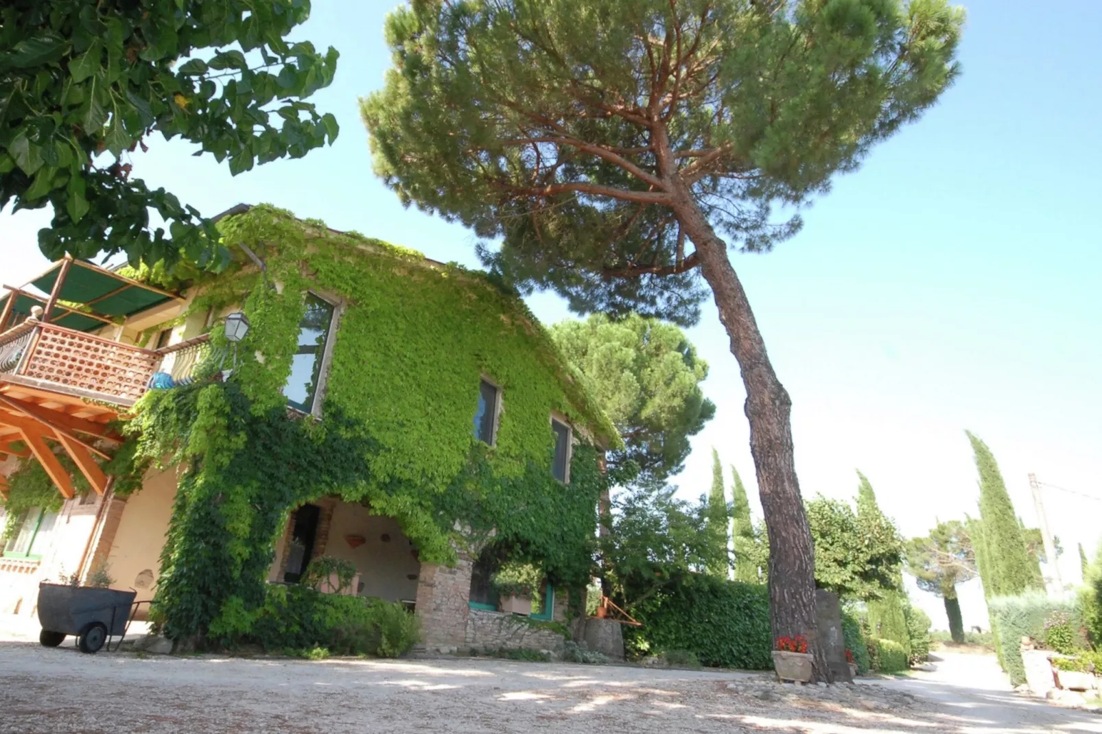 Salvia-Buitenkant zomer