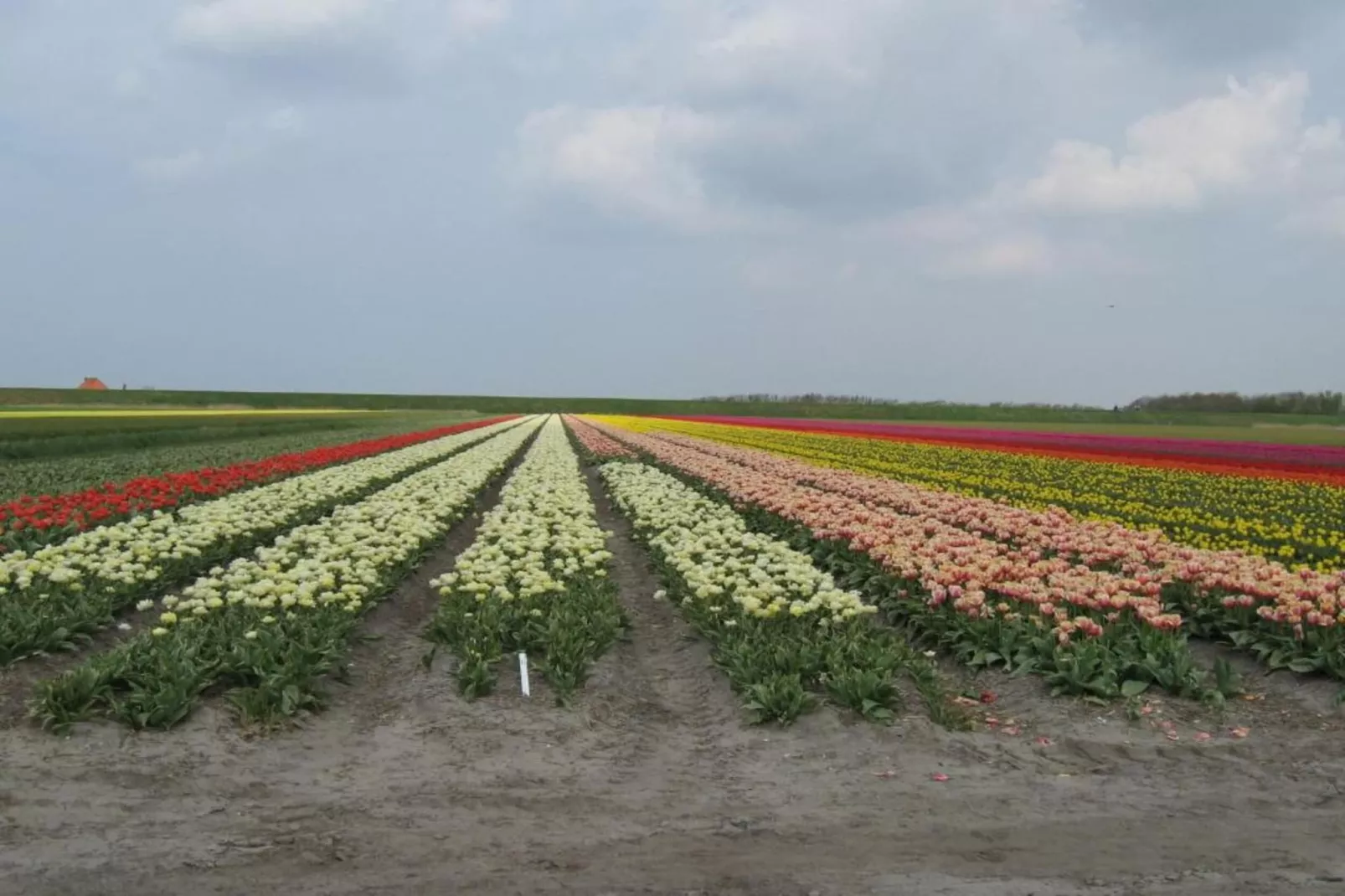 Hoeve Stolpwijk-Gebieden zomer 20km