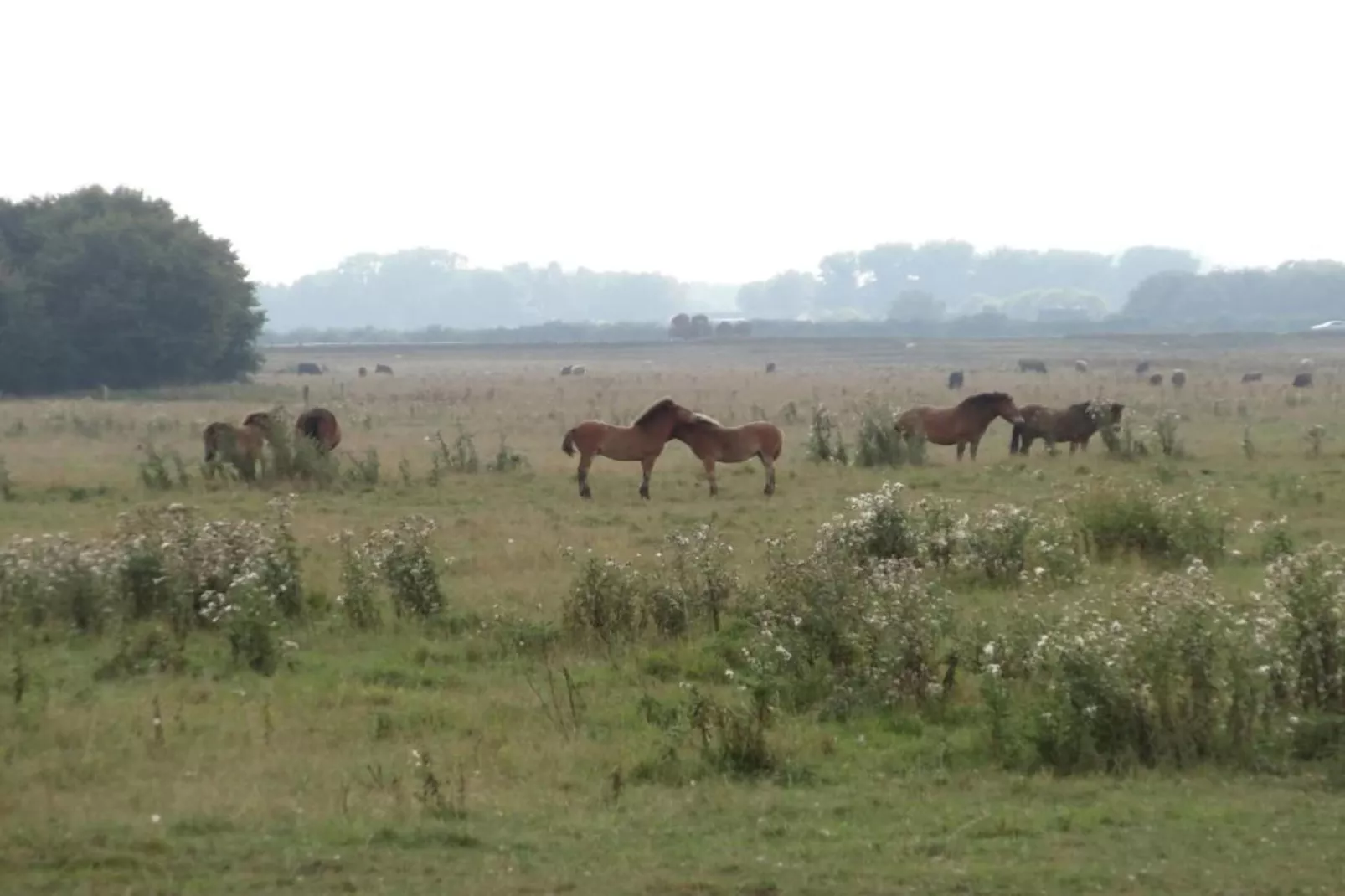 Vakantiepark Schaijk 3-Gebieden zomer 5km