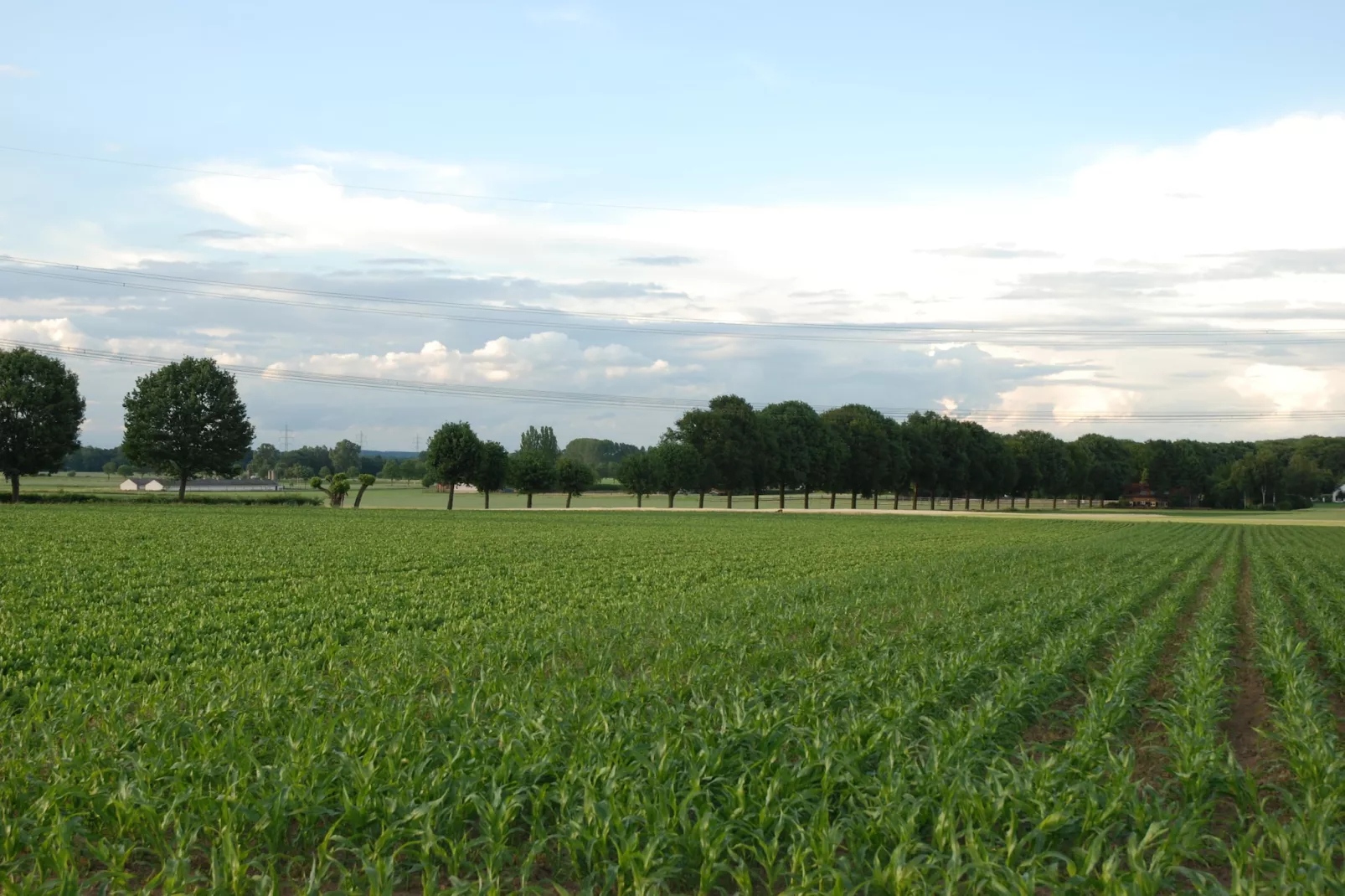 Oppe Winckel - De Biemösj-Gebieden zomer 5km