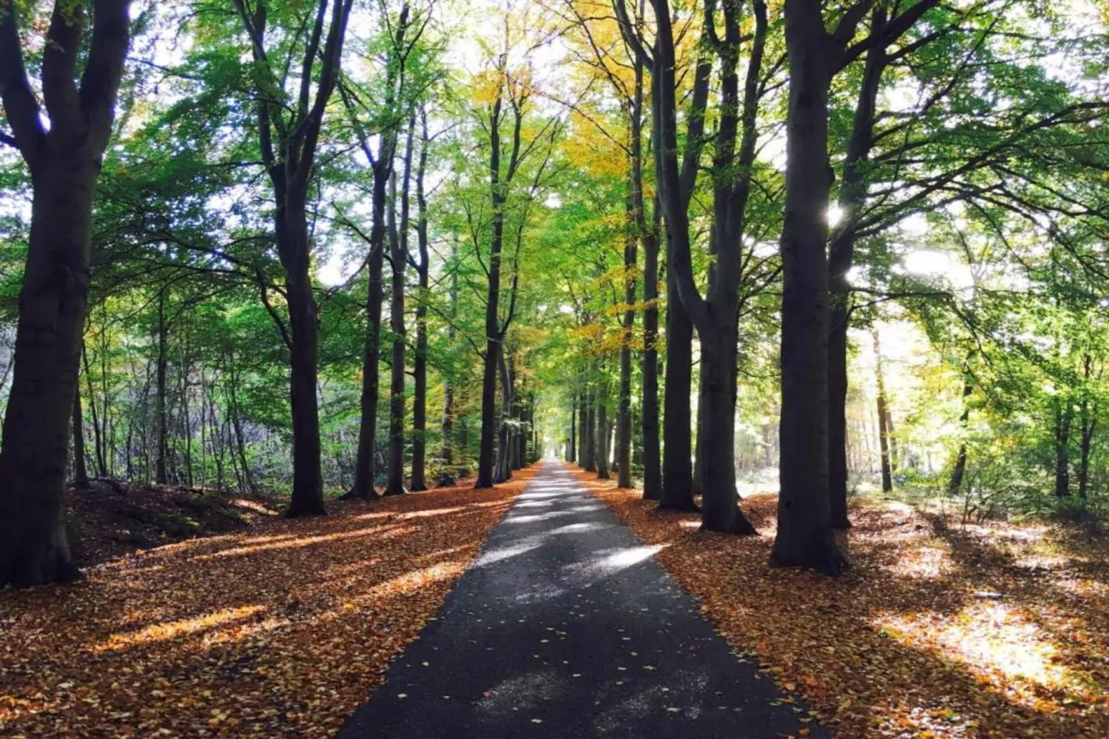 Chalet in Vledder-Gebieden zomer 20km