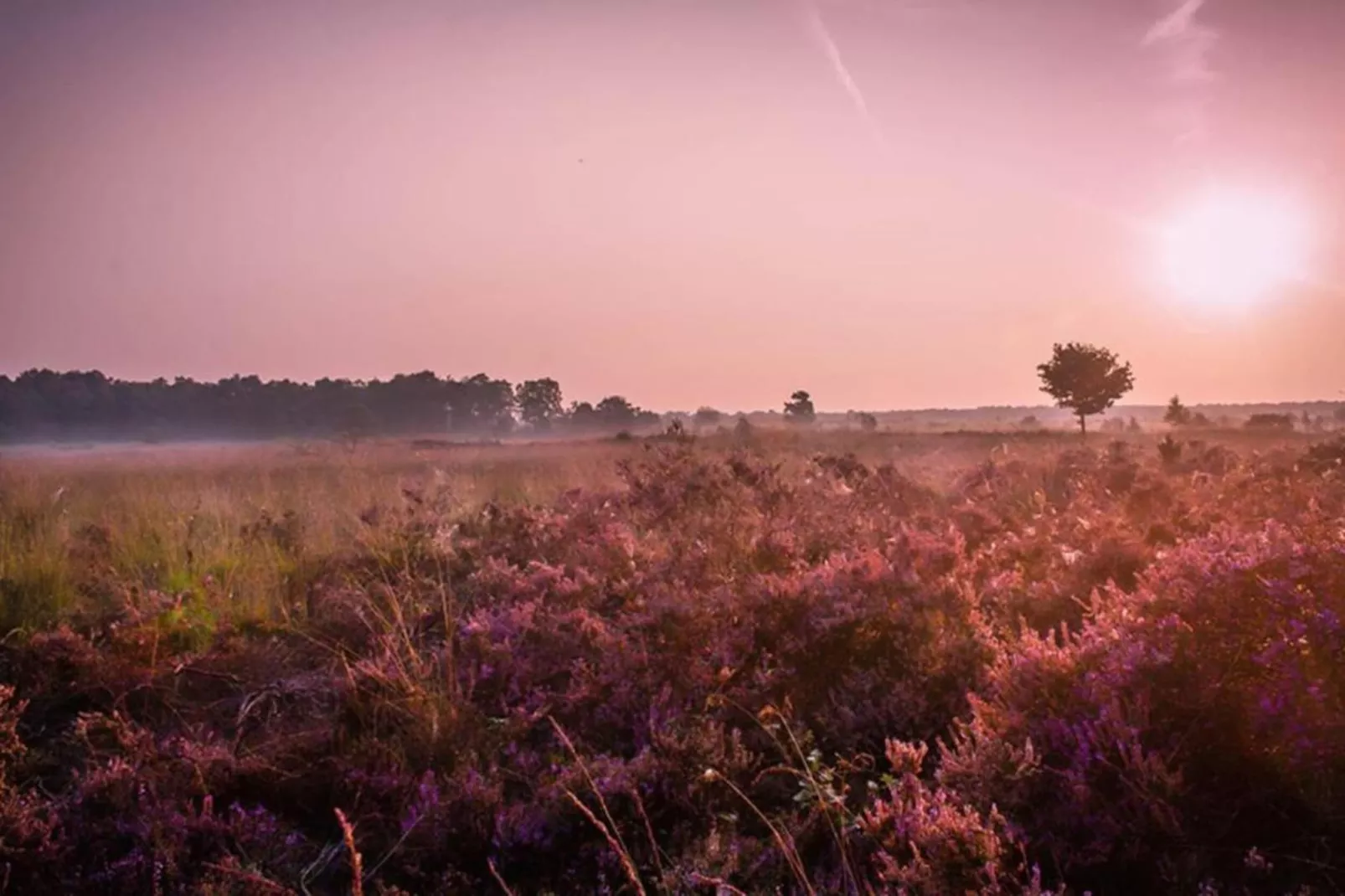 Dwergarend 17-35-Gebieden zomer 20km