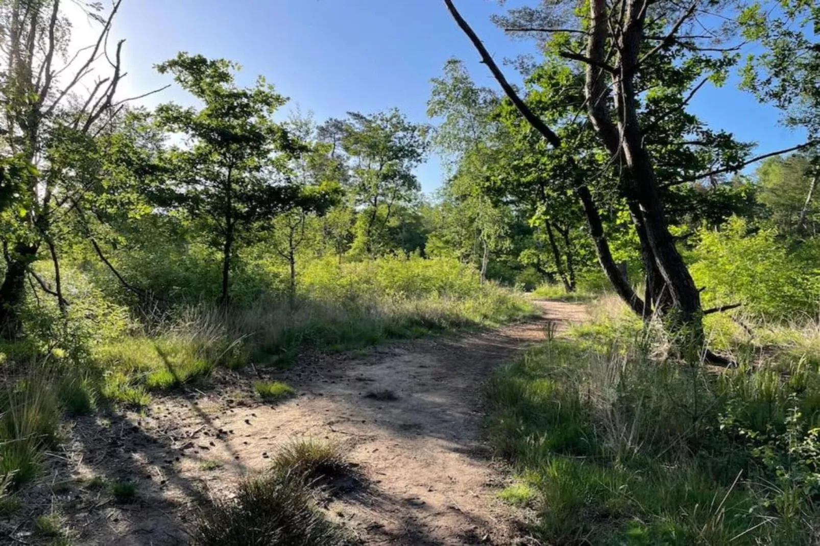 Vakantiepark De Rimboe & De Woeste Hoogte 40-Gebieden zomer 1km