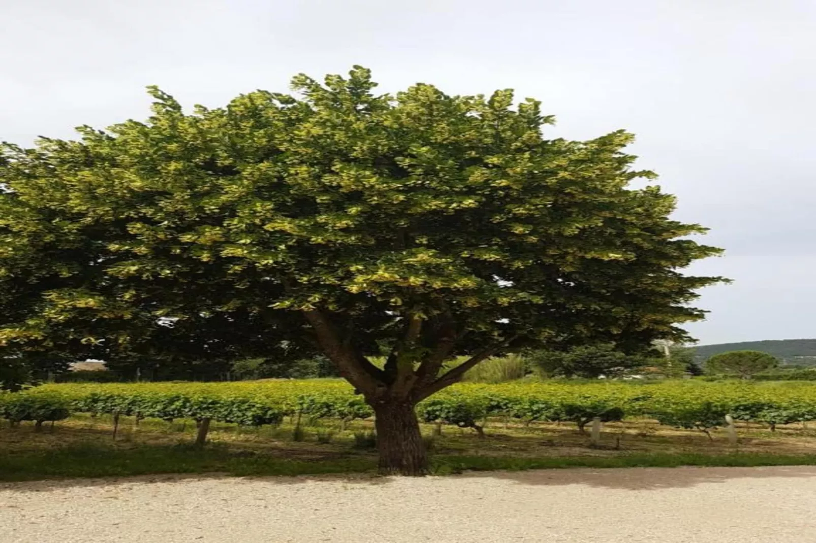 Alana-Gebieden zomer 20km