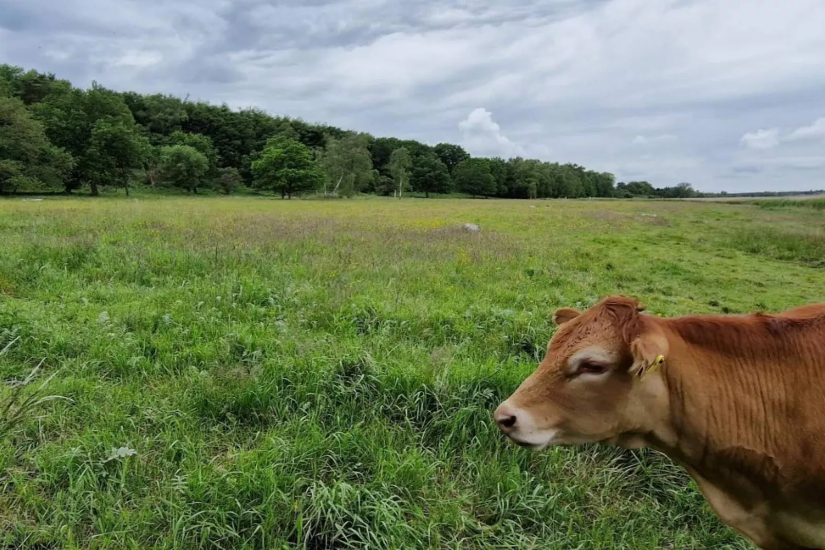 Rustig toevluchtsoord bij Tuse NA s-By Traum-Niet-getagd