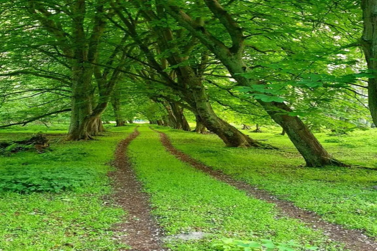Seestrasse in der Mecklenburgischen Schweiz-Gebieden zomer 20km
