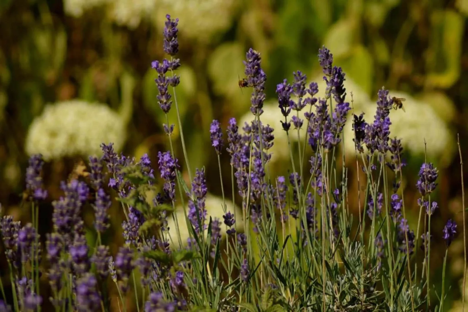 Ferienwohnung Oberstadtfeld Engeln-Gebieden zomer 20km
