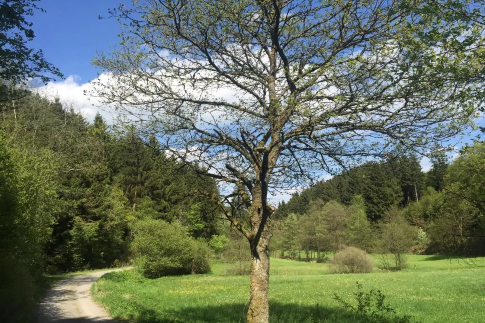 Am Damwildgehege-Gebieden zomer 20km