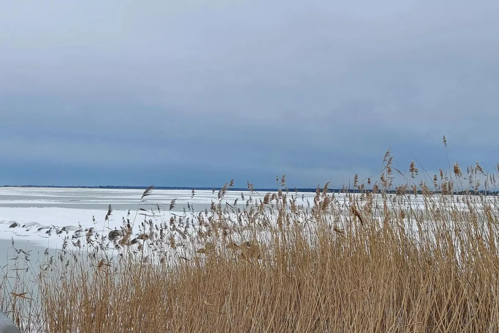 Schilfrohrsänger 51-Gebieden zomer 1km