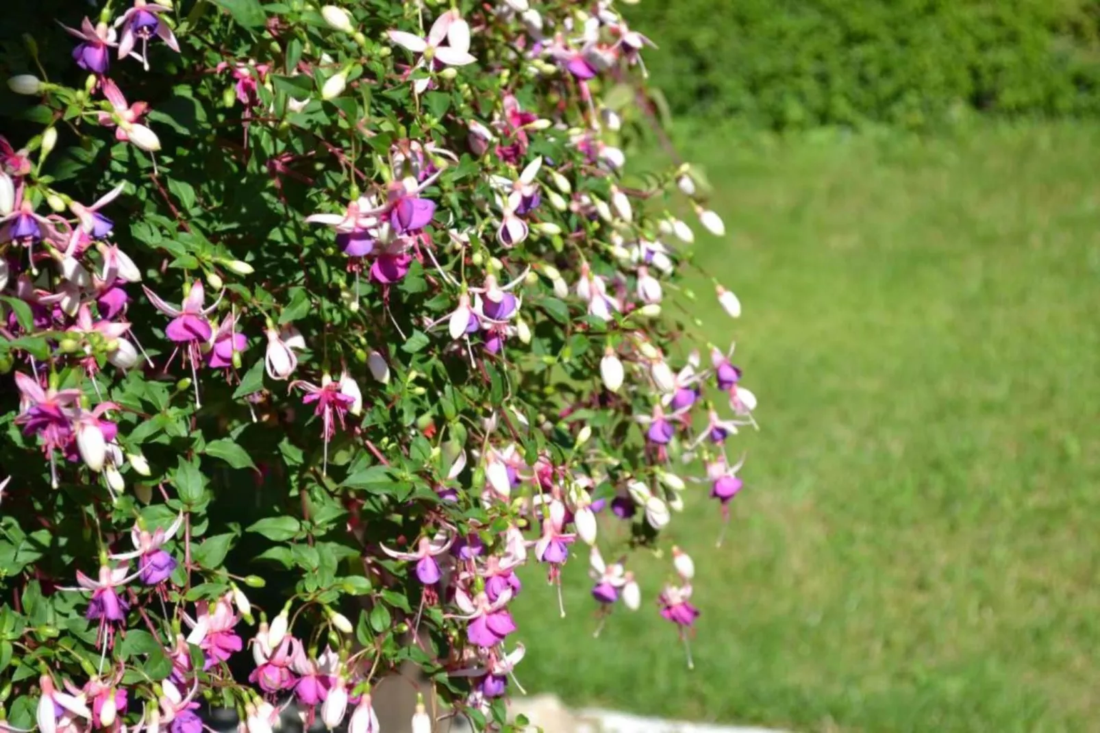 Maison typique périgourdine-Gebieden zomer 20km