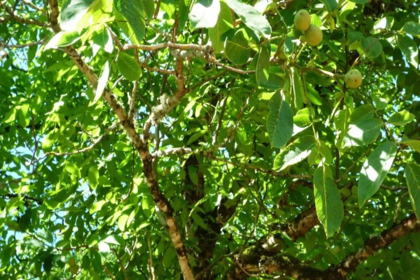 Maison de vacances Besse les Vitarelles 6 p-Gebieden zomer 20km