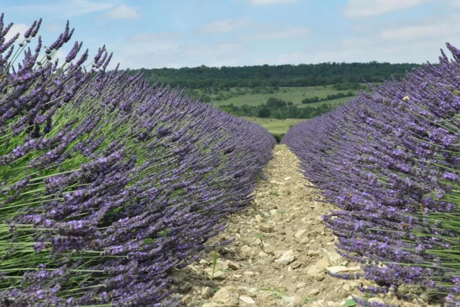 L'Oliveraie-Gebieden zomer 5km