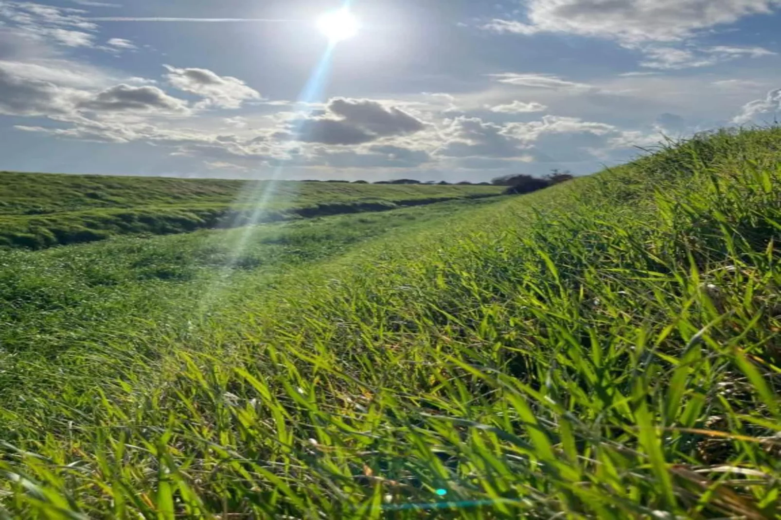 Orchidea-Gebieden zomer 20km