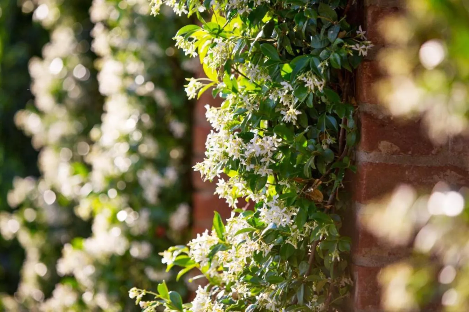 Casale  Valdichiana-Gebieden zomer 20km
