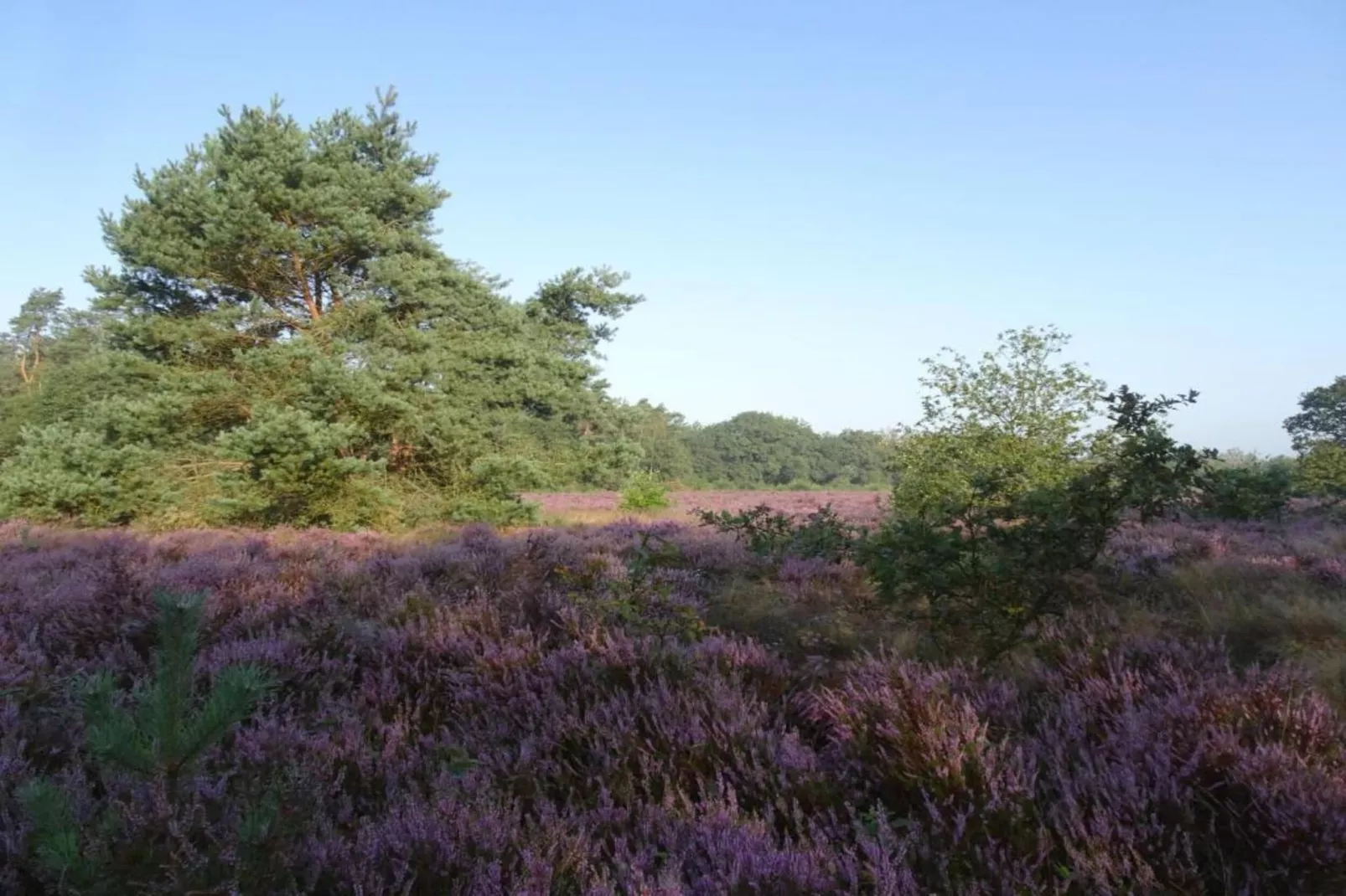 Reewold-Gebieden zomer 20km
