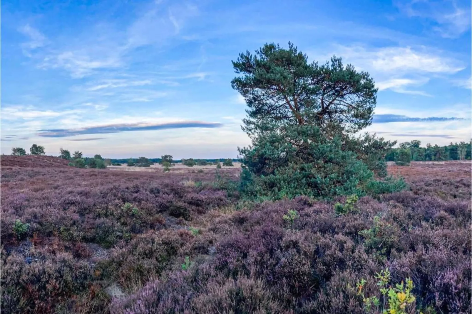 Huisje Putten-Gebieden zomer 20km