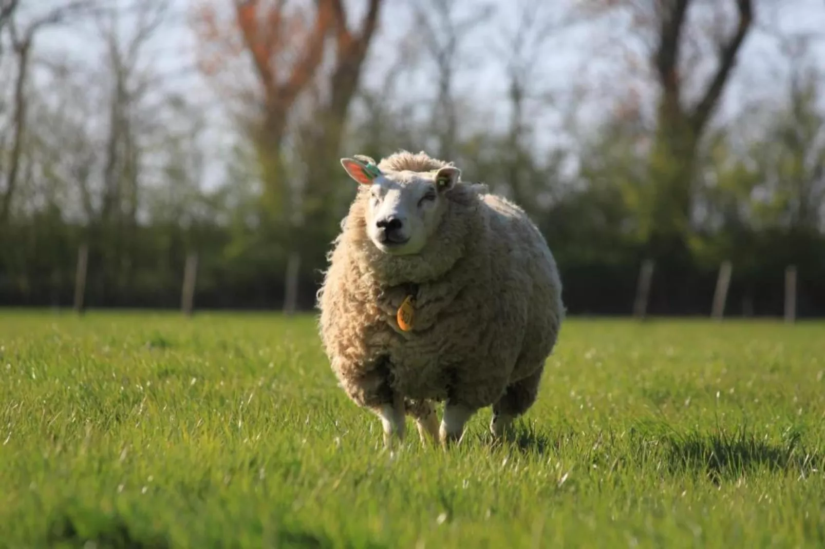Recreatiepark Wiringherlant - Wiringher Villa 23-Gebieden zomer 20km
