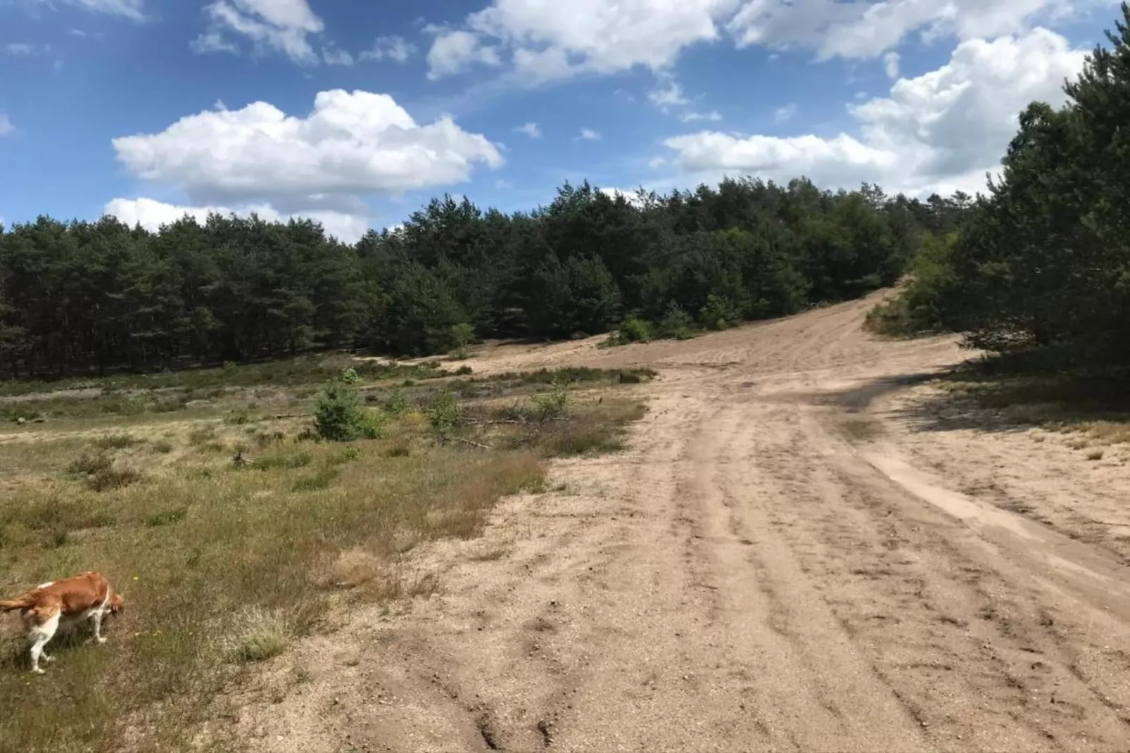 Chalet 'Bosanemoon'-Gebieden zomer 20km