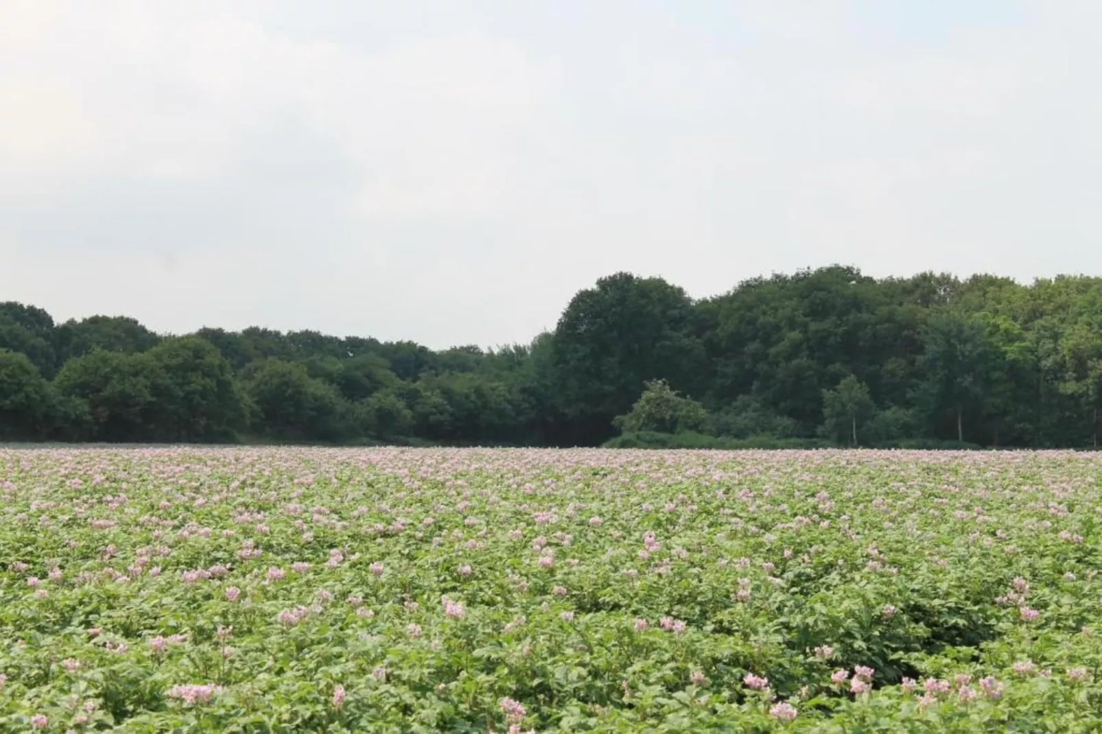 Vakantiepark de Katjeskelder 10-Gebieden zomer 5km
