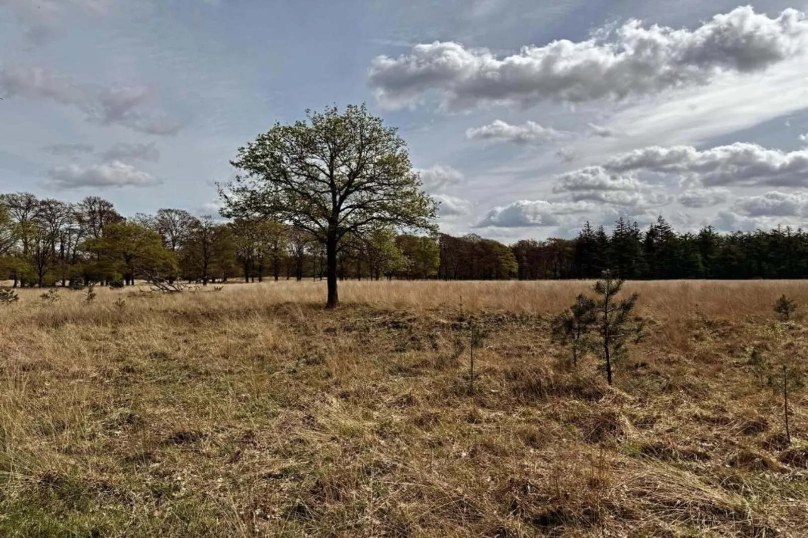 Bungalowpark Hoenderloo 2-Gebieden zomer 20km