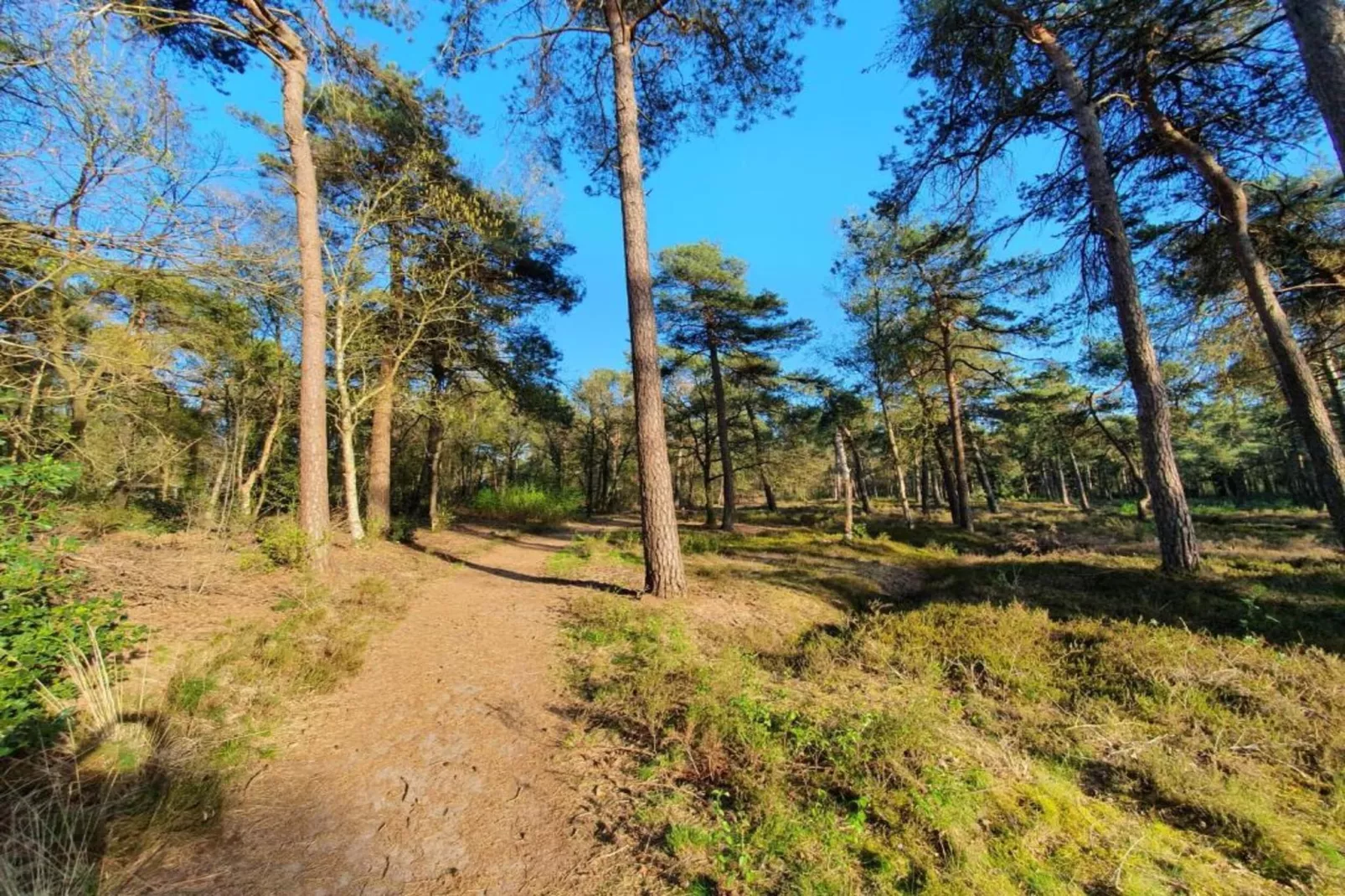 Vakantiepark de Vossenburcht 4-Gebieden zomer 20km