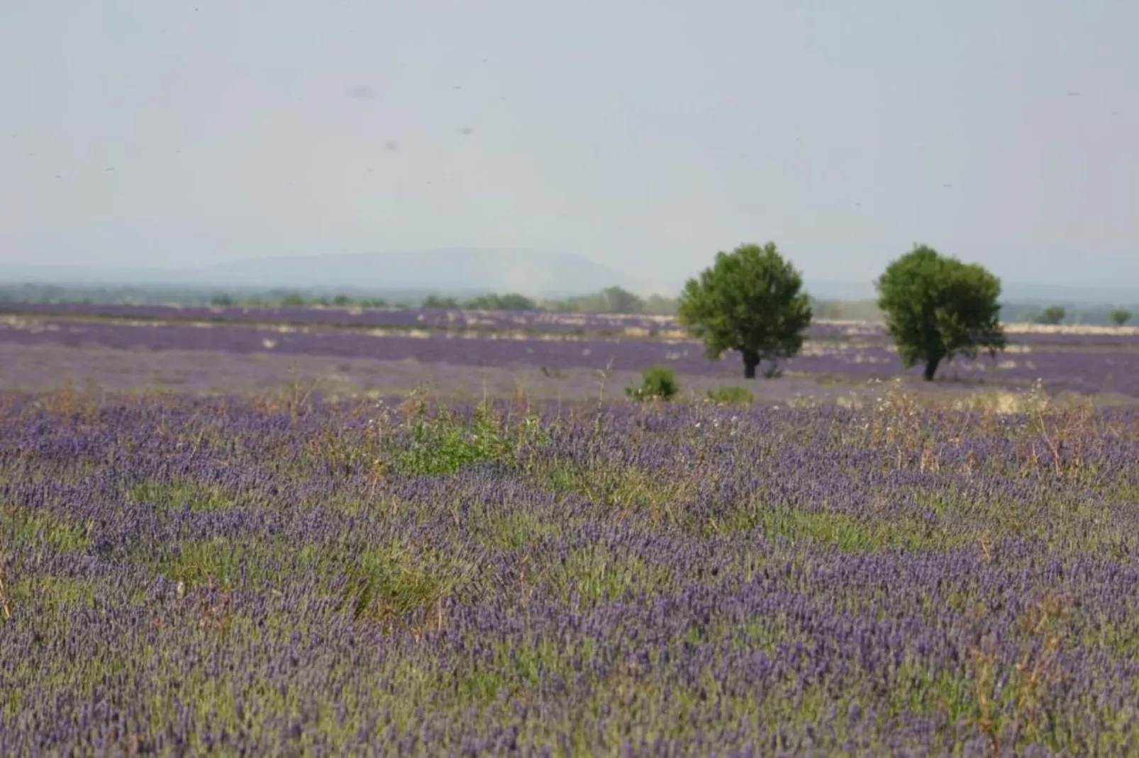 	 Résidence La Licorne de Haute-Provence 4-Gebieden zomer 5km