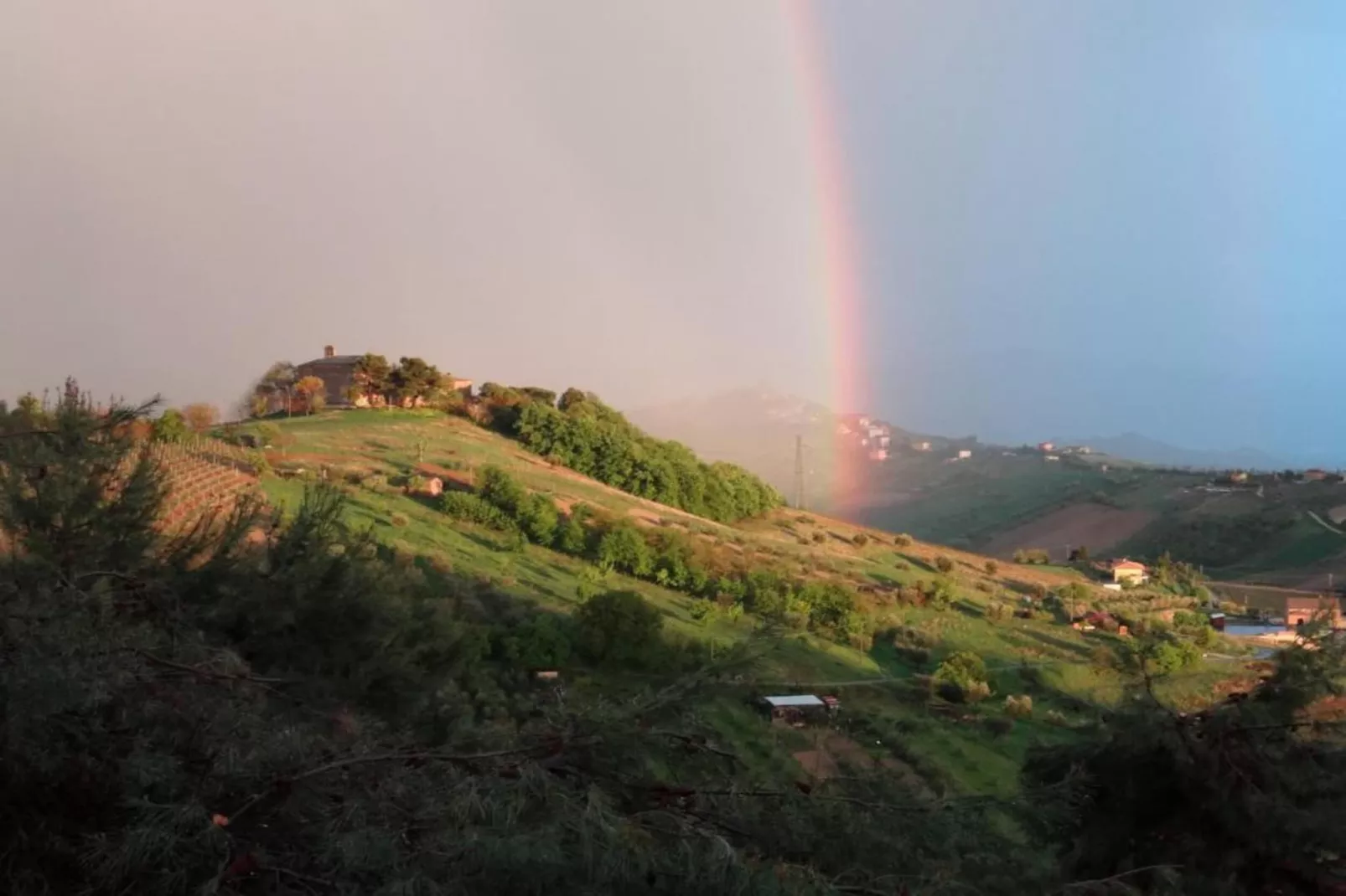 Viola-Gebieden zomer 5km