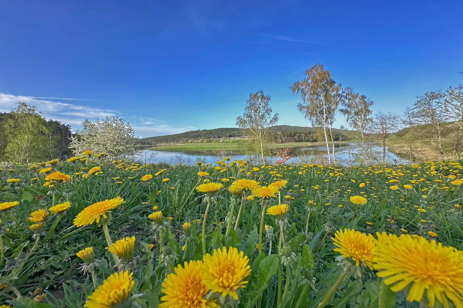 FERIENDORF SEEBLICK - Tiny Chalet am Eixendorfer See-Uitzicht zomer
