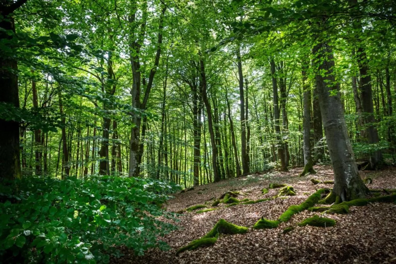 Resort Auf Kengert 1-Gebieden zomer 5km