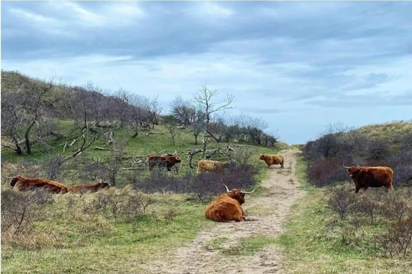 Resort Beach Houses Wijk aan Zee 5-Gebieden zomer 20km