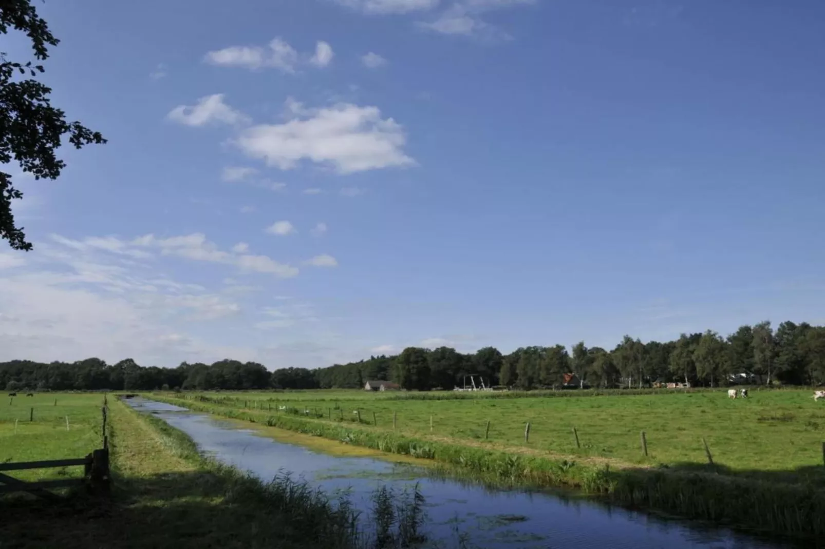 Koe in de Kost 4-Gebieden zomer 1km